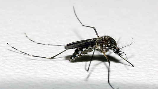 Imagem de um mosquito Aedes aegypti, vetor da dengue